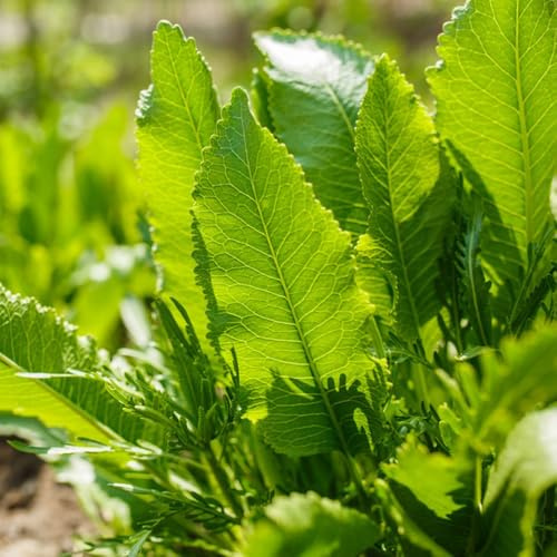 semi di rafano biologici - giardino, interno perenni, resistenti 350pcs