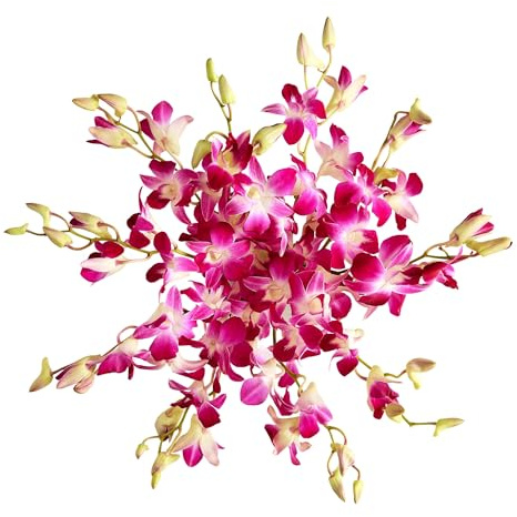 1800 Flowers – 10 Stem Exotic Breeze™ Orchids (Bouquet Only) | Fresh Cut Spring Flowers for Delivery | Gift for Mother's Day, Anniversary, Sympathy, and Special Occasions