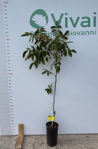 PIANTA DI NOCE INNESTATA IVARTO in vaso VASO H. 150/170 CM (foto reale)