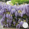 Wisteria sinensis Prolific – Glyzinie – Schlingpflanze – Pflegeleicht – ⌀15 cm – 60-70 cm