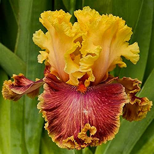 Bulbi iris,Bouquet di fiori carini che ondeggiano al vento,issima-1,6bulbis