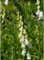 Blumixx Stauden Digitalis purpurea 'Alba' – Weißer Garten-Fingerhut, winterhart & bienenfreundlich, Staude für halbschattige Beete, pflegeleicht, Wuchshöhe ca. 100 cm