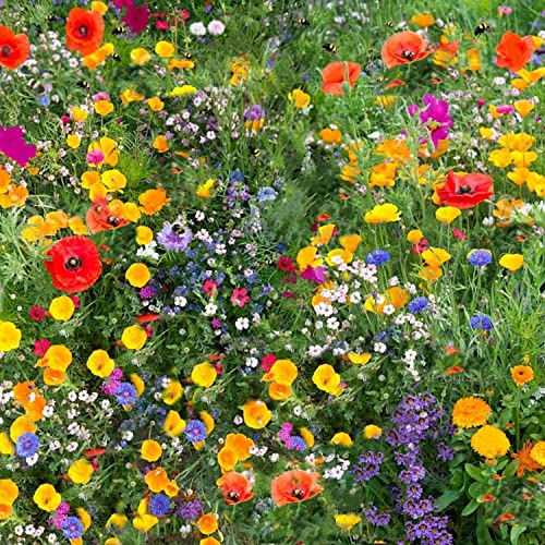 Wildflower Seeds More Than 21 Pure Seeds Scented NO Grass Bee Butterfly Mix Meadow Garden UK Seed (50 Square Meter)