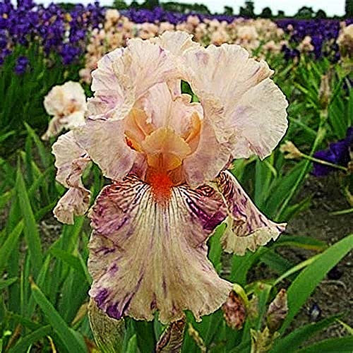 Iriszwiebeln/Rhizom/Schöner Zierwert von Topfpflanzen/Und es ist bezaubernd/Geschenk Angenehmes aristokratisches Erlebnis-1,6Rizome