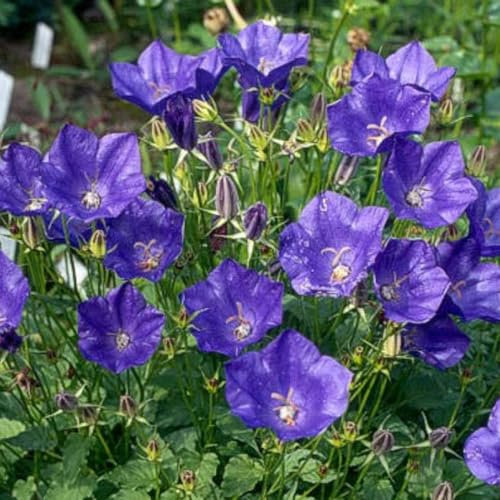 6 x Campanula 'Kent Belle' - Perenni Vaso 9cm x 9cm