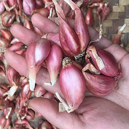 15 StüCk Rot Wintersteckzwiebeln Shakespeare Steckzwiebeln Winterhart Winter Winterzwiebeln Steckzwiebeln Wintersteckzwiebel Kaufen Zwiebeln Frisch Gemüse Winterzwiebel Pflanzknoblauch Winterhart