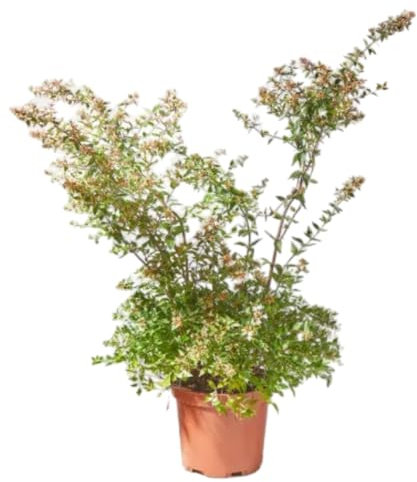 Verdecora Abelia en maceta 10L | Planta Natural de Exterior | Arbusto con Flores Aromáticas y Follaje Decorativo