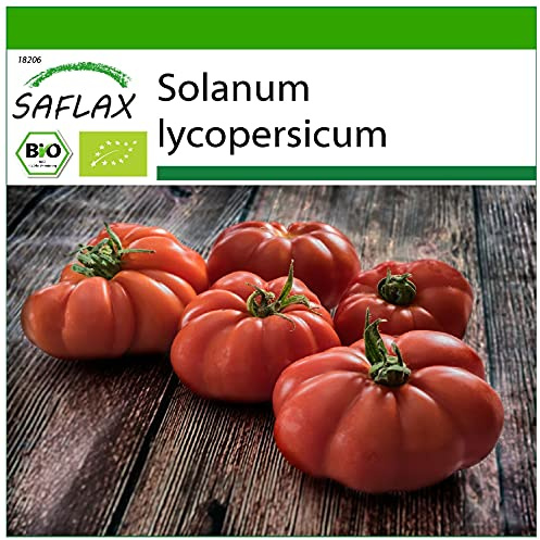 SAFLAX - Ekologiskt - Tomat - Rouge De Marmande - 10 Frön - Med pottsubstrat för bättre odling - Solanum lycopersicum
