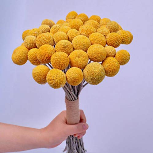 TooGet Natural Craspedia Dried Flowers Yellow Billy Buttons Balls Bouquet Bundles, Real Freshly Harvested Dry Plant Bunch Arrangements Decorate for Home Crafts, Party, Wedding, Store