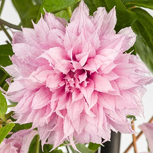 GardenersDream Clematis 'Multi Pink' - Kletterpflanzen Winterhart - Clematis Kletterpflanze Gefüllt Rosa - Climatispflanze für Garten Pflanzen - Ranken Pflanzen Mehrjährig