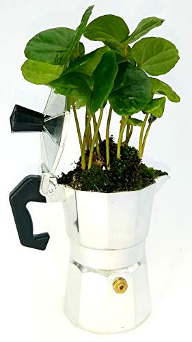 POWERS TO FLOWERS - PIANTA DEL CAFFE, COFFEA ARABICA, IN VERA MOKKA, pianta vera