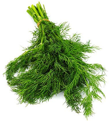 Bouquet Dill Seeds 25 Count, COOL BEANS N SPROUTS Brand. Home Gardening.