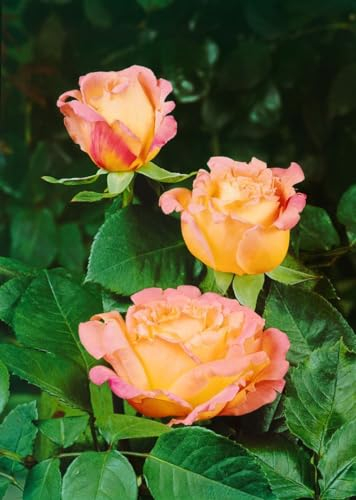 Rosa 'Mary Ann' – Winterhart, Mehrjährig – Edelrose – Beet- & Kübelpflanze für Garten & Terrasse