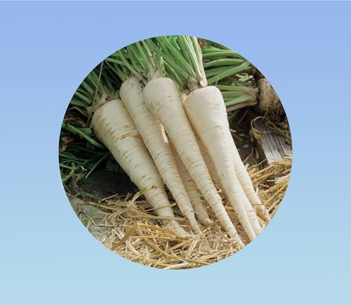 400 graines de persil de Hambourg - Halblange - saveur delicate