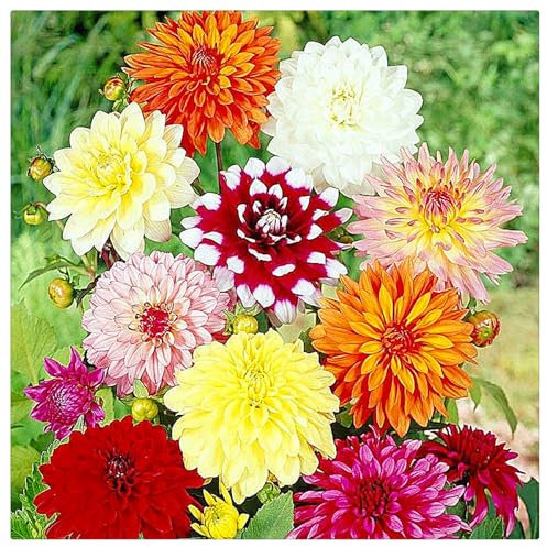 Dahlien Zwiebeln,Dahlien Zwiebeln Winterhart,Dahlien Knollen Winterhart,Winterhart Mix Dahlienknollen,Dahlien Knollen GroßBlumig,Winterhart MehrjäHrig-4knollen-b