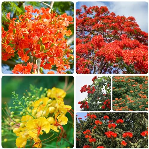 Semillas de Spathodea campanulata, un de tulipán africano, semillas variedades antiguas jardín exterior balcón exóticas verdes raras 25pcs