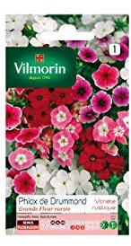 Phlox De Drummond À Grande Fleur Varié