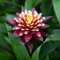Guzmania Francesa Bromelie Zimmerpflanze | Exotische immergrüne blühende Indoor Pflanze | Zimmerpflanze für Homeoffice Küche (45-55 cm inkl. Topf)