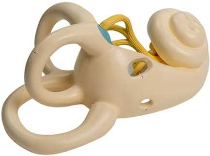 Modelo Anatomía Oído Interno Humano Agrandado Muestra El Oído Interno Modelo Humano Anatómico Para Lecciones Anatomía