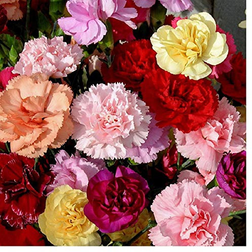 PREMIER SEEDS DIRECT - Carnation - Dwarf Vienna - Dianthus CARYOPHYLLUS - 500 Seeds
