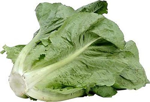Portal Cool Lechuga Romana Verde Lechuga De La Isla De París. 3,000 semillas. Reliquia de familia. *** el mismo día s