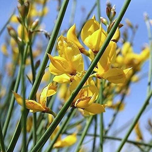 Spartium Junceum 2 Piante di Ginestra di Spagna Vaso Ø16cm Arbusto a Foglia Caduca Fioritura Giallo Oro