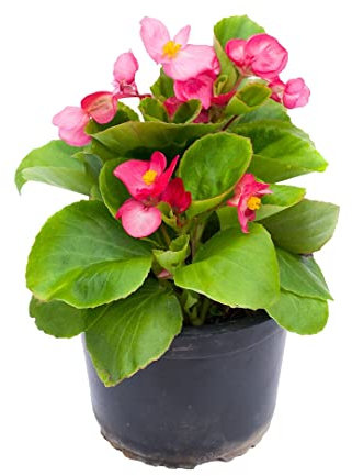 Begonia Semperflorens - Plantas Vivas - Flores Naturales de Exterior Planta Terraza Jardín