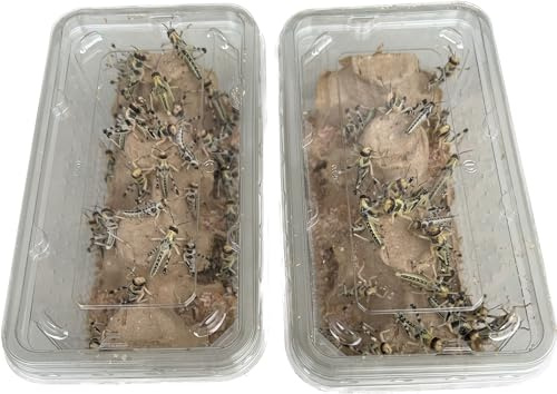 Livefood UK Live Locusts Medium size 15mm to 30mm MEGA TUB of 50 live locusts (2 tubs of 25 Reptile Livefood)
