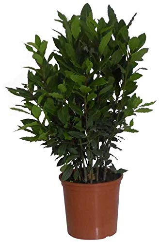 Laurel Árbol Natural 40cm Altura Maceta 14cm Laurus Nobilis Planta Viva de Exterior