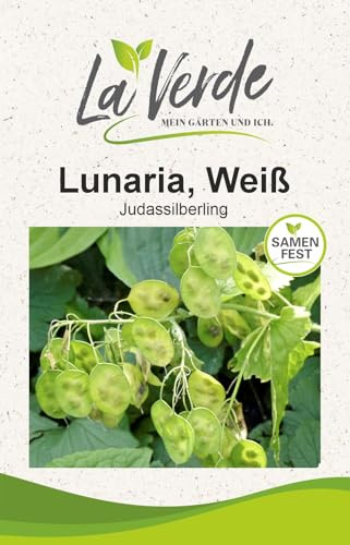 Judassilberling vita blomfrön