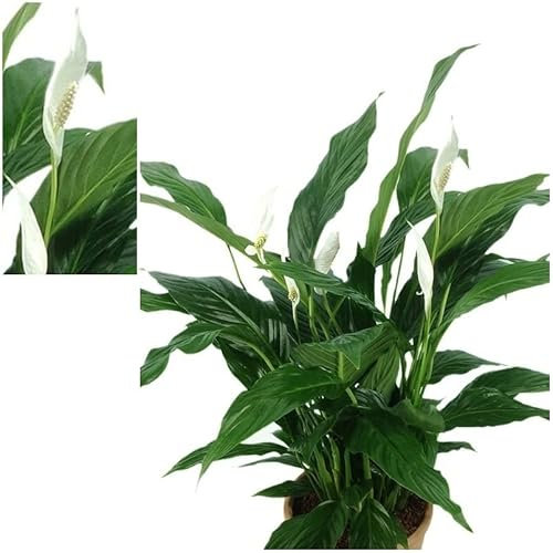 Lirio de la Paz Planta natural con Flor de Color Blanca Para Decorar Cualquier Estancia del Hogar