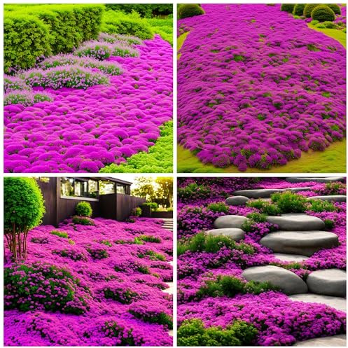 15000+ Creeping Thyme Ground Cover Seeds for Planting - Magic Perennial Flower Landscaping Seeds Heirloom Non-GMO Thymus Serpyllum Seeds for Garden