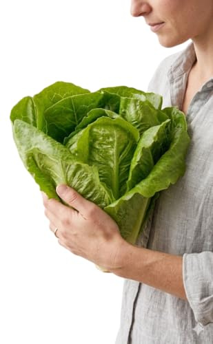 DECOALIVE Lechuga Romana para Cultivo en Casa | Semillas para Hojas Frescas y Crujientes