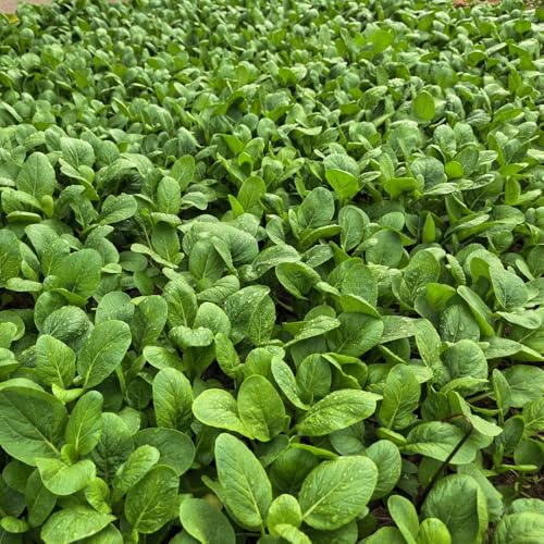 Semi di pak choi, cavolo cinese senape - vecchie varietà giardino, resistenti, longeve orticole balcone con interna in vaso 400pcs