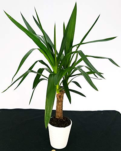 POWERS TO FLOWERS - YUCCA VASO CERAMICA BIANCO, Tronchetto della felicità, pianta vera