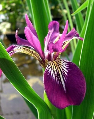 Lincolnshire Pond Plants Ltd - Marginal Aquatic Pond Plant - (Iris Versicolor 'Kermesina') - 1Ltr Potted