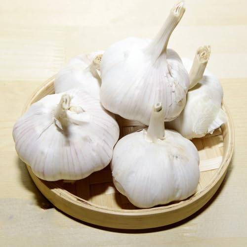 ajo para semillas - camas elevadas para jardín, invierno Comprar, balcón 20pcs
