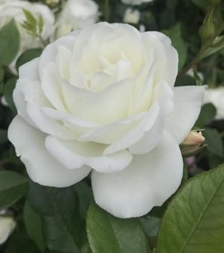 Rosa Iceberg Floribunda Rose - 4 Litre Pot, Award-Winning White Rose, Fragrant Blooms, Ideal for Garden Borders, Flower Beds & Containers - When Only The Best Will Do - Top Grade “A” Roses
