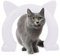 Katzenklappe，Upkey Cat Corridor Innentür, 2-Wege Katzenklappe , Katzenklappe Innentür für UPVC-Tür-Innenhohlkern oder Feste Innentür,Katzenklappe mit Schrauben für kleine mittlere, große Katzen (Weiß)