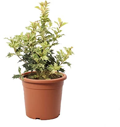 KENTIS - Pianta di Osmanto - Osmanthus Heterophyllus Tricolor - Falso Agrifoglio - Piante da Esterno Vere Resistenti - Vaso Ø 18 cm