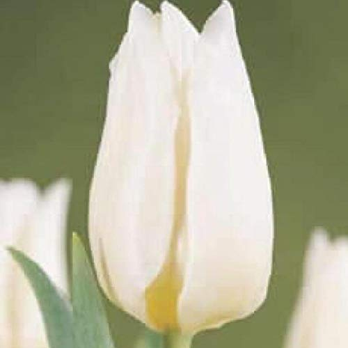 Portal Cool 10 X 'Agrass bianchi' Jardin tulipano Bulbi, splendide, con spedizione immediata