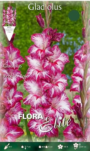 Flora Elite Gladiolo Repollo Rojo (10 Piezas) (Gladiolente)