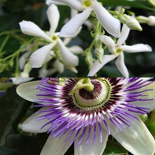 Set om 2: 1 x Passionsblomma (Blå) + 1 x Stjärnjasmin (Vit) Vintergrön, Doftande och Härdig - Fleråriga Blommande Klätterväxter - 2 x 1,5 Liter Krukor