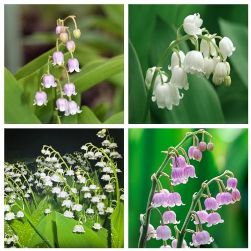 Strong Plants That Grow Well/Mix Golden Jade Carving Feels Perfect Lily of The Valley Bulbs for Balcony decoration-3bulbs-B