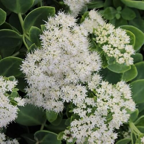 6x Orpin remarquable 'Stardust' – Sedum spectabile ‘Stardust’ – Godet 9x9cm | Fleurs étoilées blanches, vigoureux