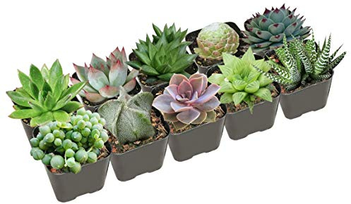 Pack 10 Espectaculares Crasas Plantas Naturales de Variados Colores y Formas