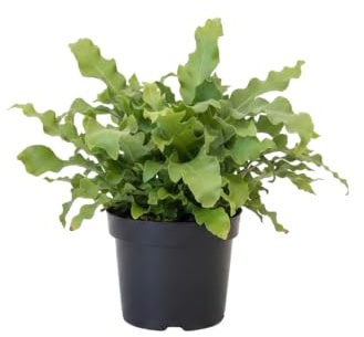 Phlebodium Aureum Davana Helecho azul Davana de DECOALIVE Planta Decorativa Azulada Maceta 12 cm Diámetro Altura 30 cm