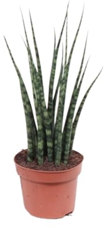 Sansevieria Fernwood Mikado - 30-40cm - Ø12cm - Krukväxt - Vintergrön - Kaktusar och suckulenter