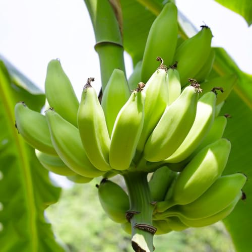 di banana semi di banana da banane da giardino roccioso con Semi balcone resistenti arbusti a crescita Coltivazione 40pcs