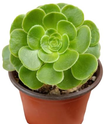 Aeonium arboreum crassulacee specie arbustiva forma di rosa